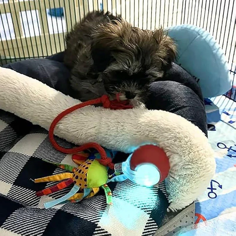 💥Buy 2 Get 1 Free🐱🐶Smart Automatic Rolling Pet Ball - Image 10